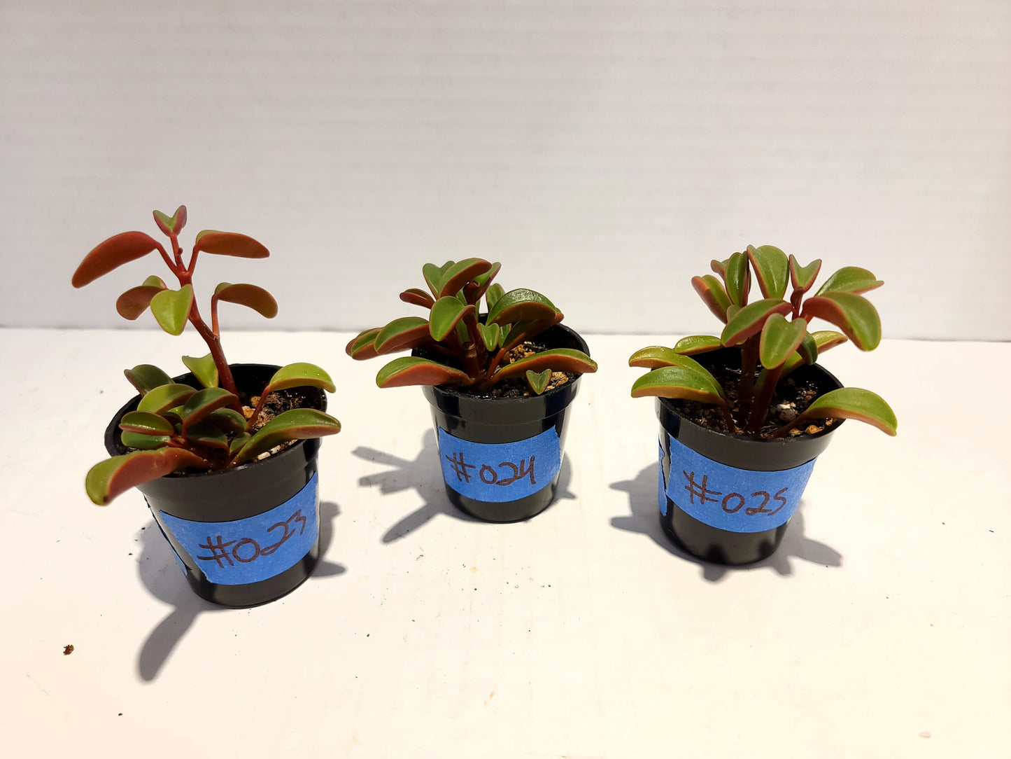 Ruby Glow Peperomia 2" Pot