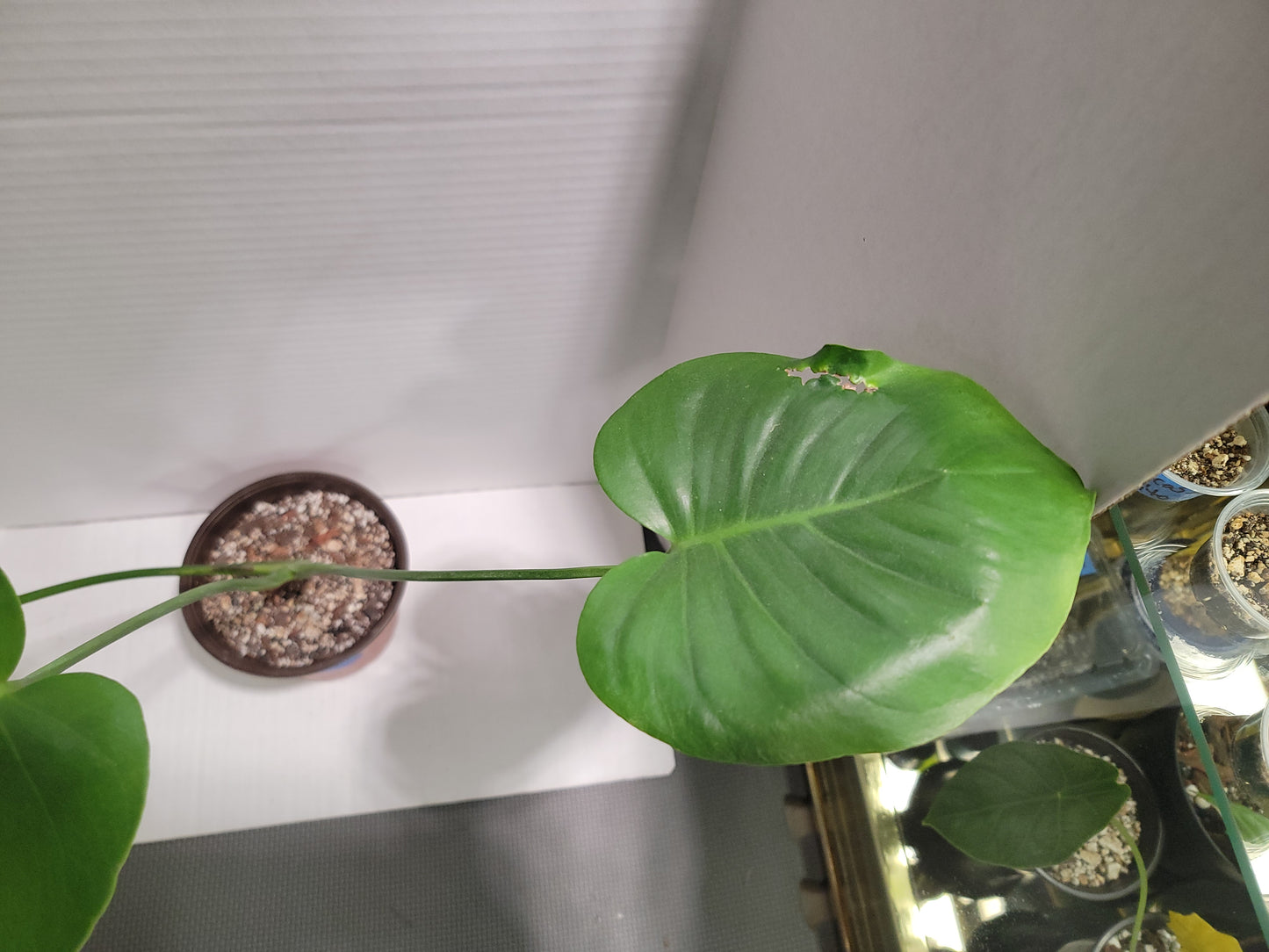 Monstera Deliciosa 6" Pot #003 Exact Plant