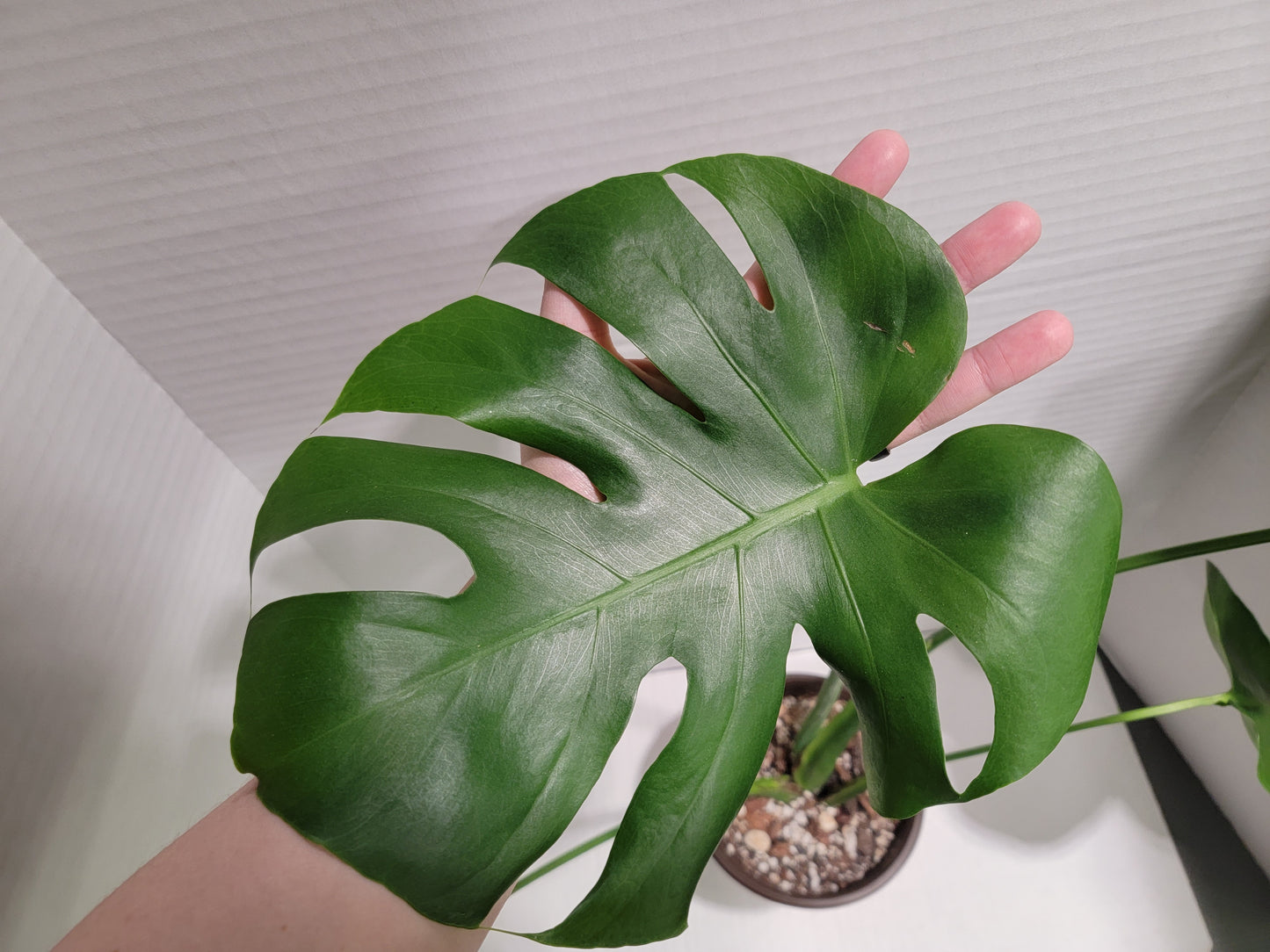 Monstera Deliciosa 6" Pot #004 Exact Plant