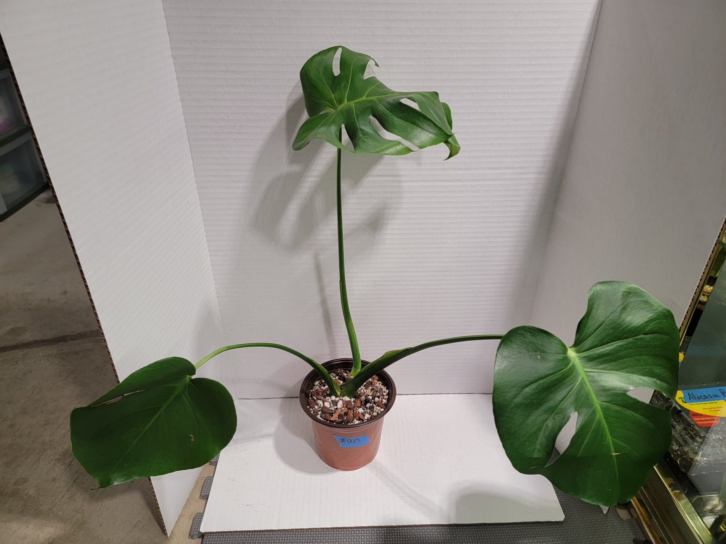 Monstera Deliciosa 6" Pot #005 Exact Plant