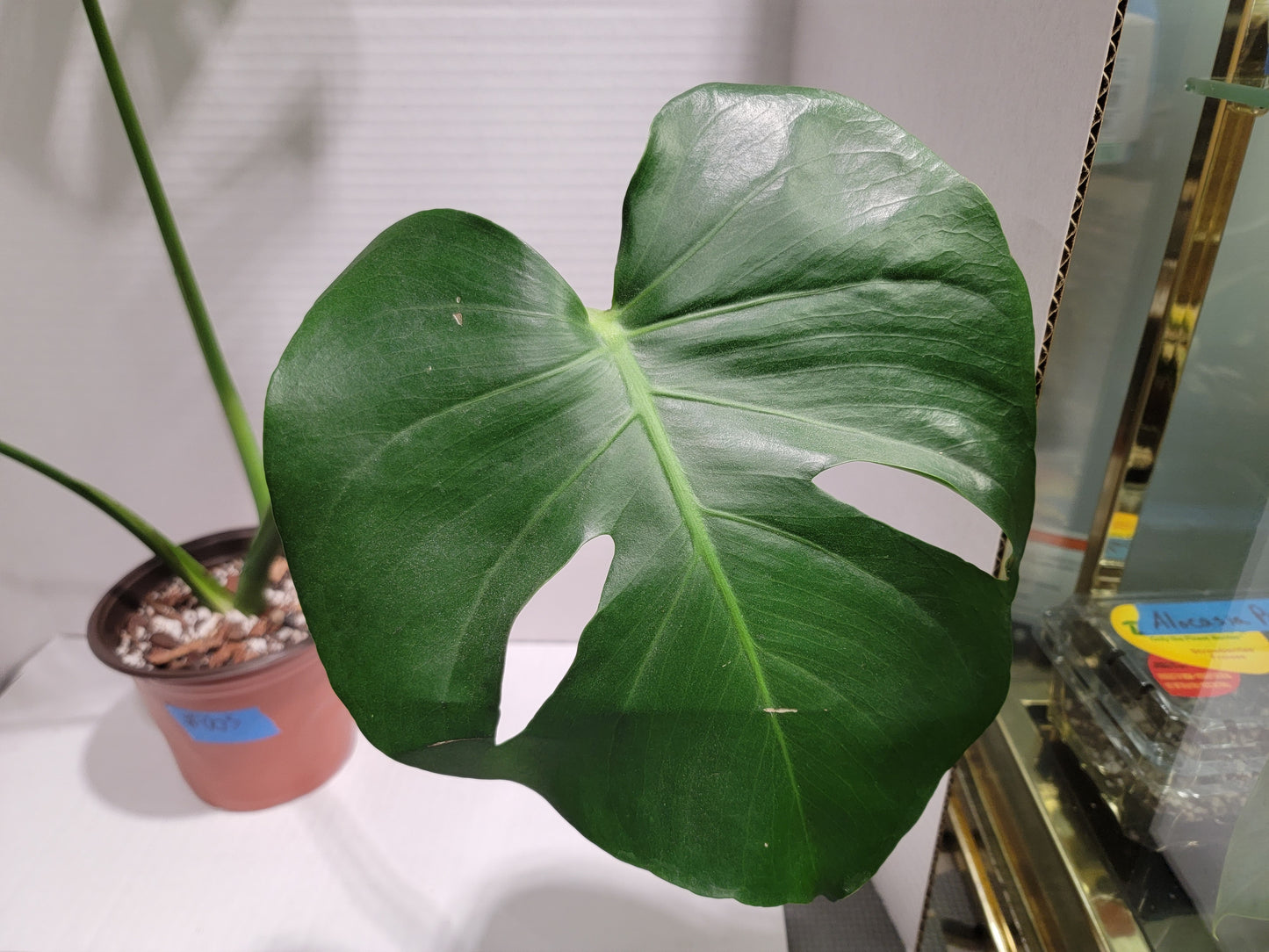 Monstera Deliciosa 6" Pot #005 Exact Plant