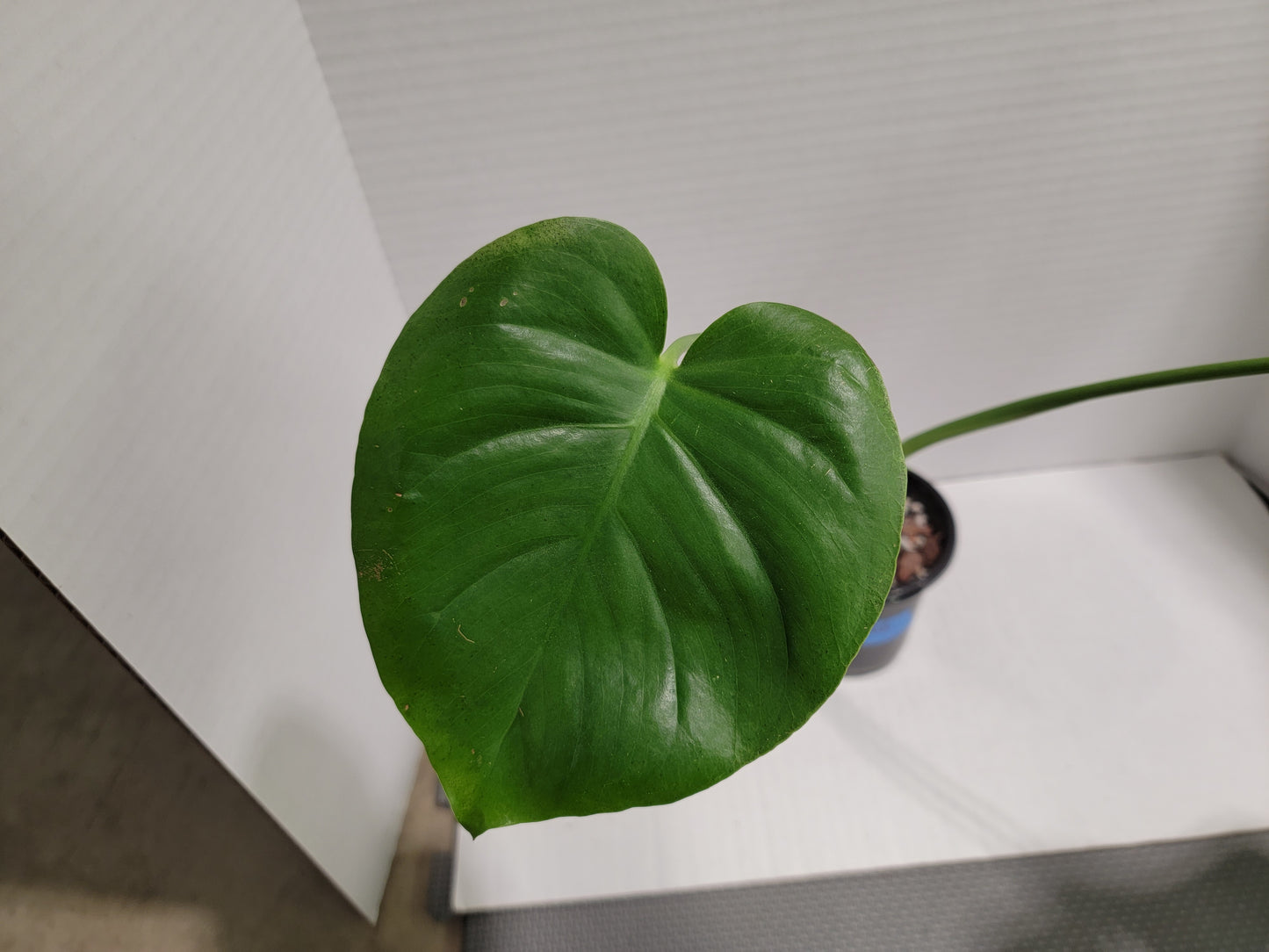 Monstera Deliciosa 4" Pot #006 Exact Plant