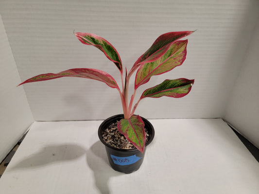 Aglaonema Siam 4" Pot #008 Exact Plant