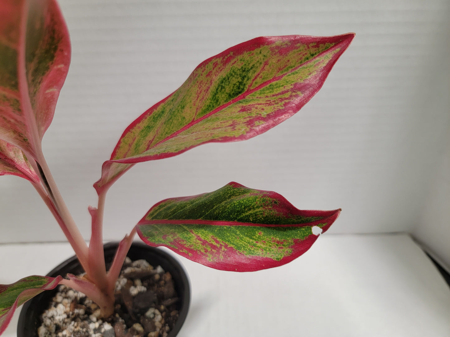 Aglaonema Siam 4" Pot #008 Exact Plant