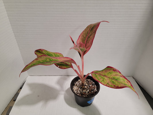 Aglaonema Siam 4" Pot #009 Exact Plant