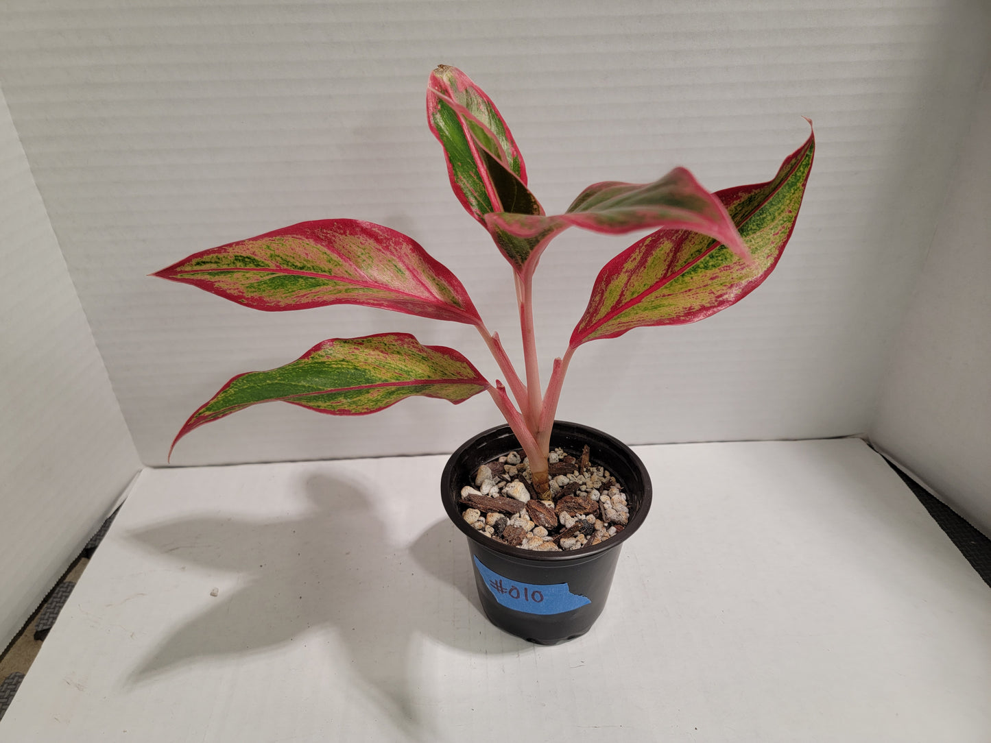 Aglaonema Siam 4" Pot #010 Exact Plant