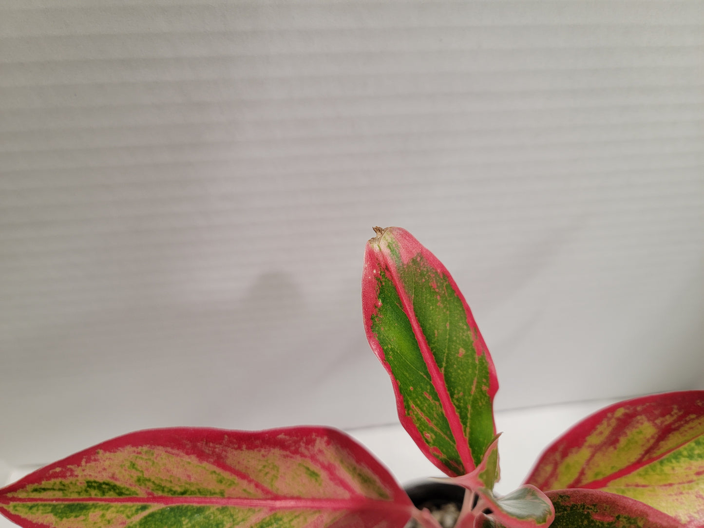 Aglaonema Siam 4" Pot #010 Exact Plant