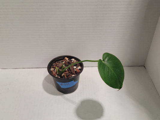 Monstera Deliciosa 4" Pot #001 Exact Plant