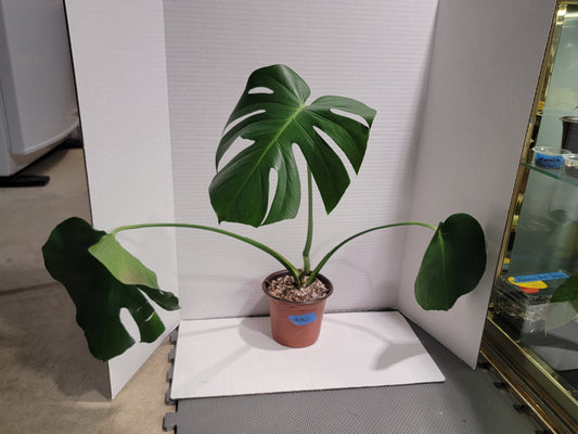 Monstera Deliciosa 6" Pot #002 Exact Plant