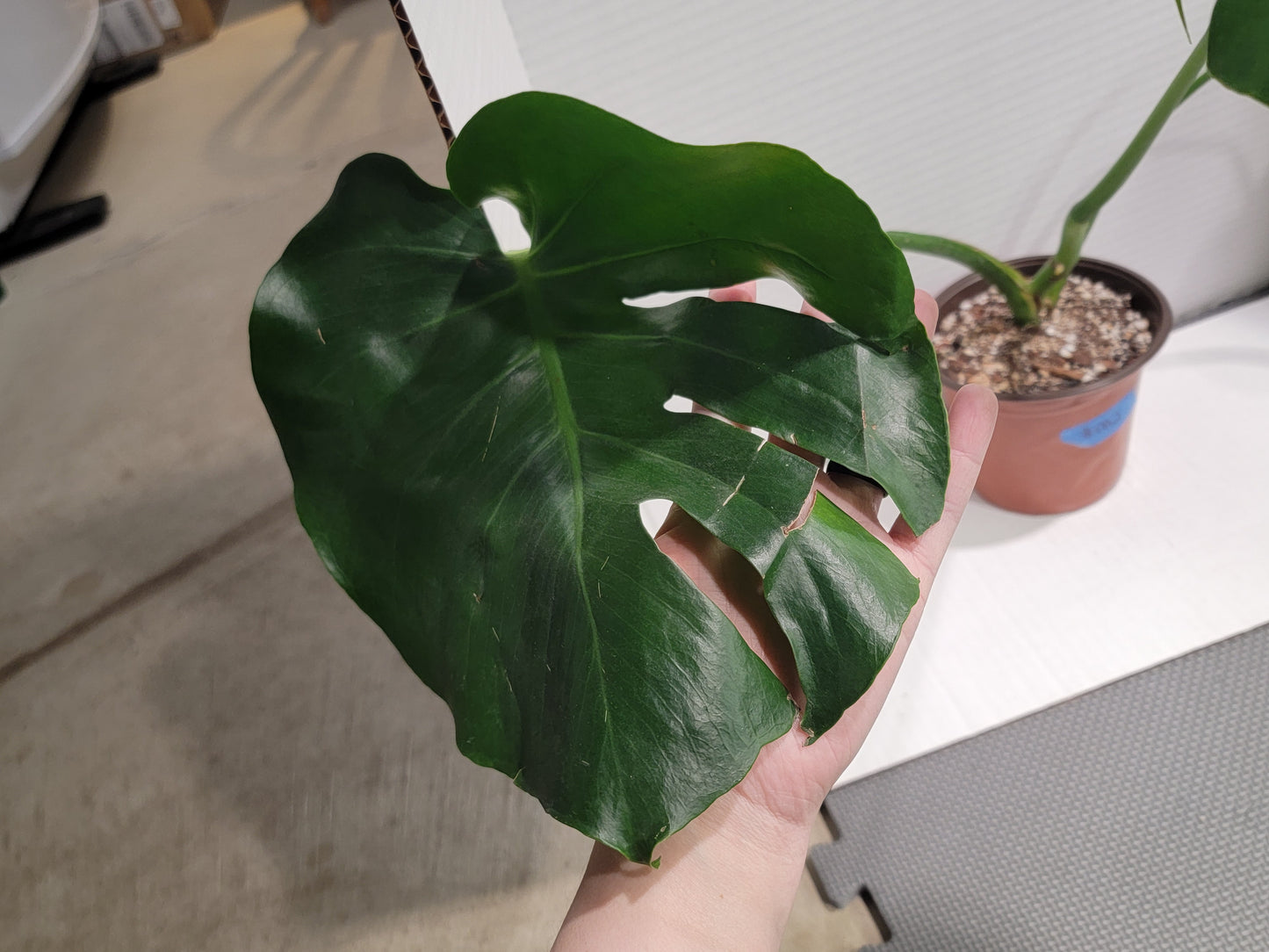 Monstera Deliciosa 6" Pot #002 Exact Plant